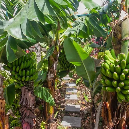 Casa Da Bungavillia *