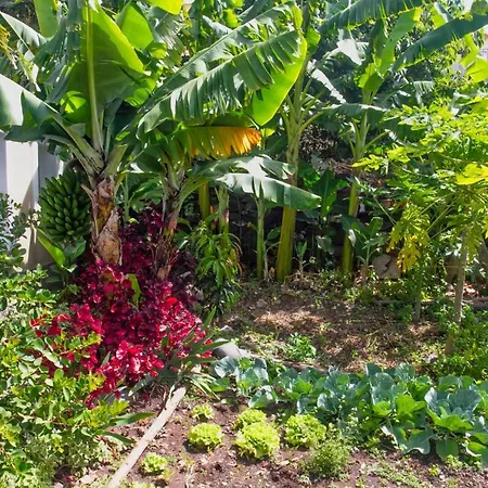 Casa Da Bungavillia Machico (Madeira)