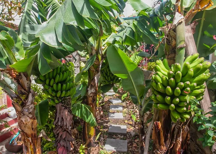 Casa Da Bungavillia *