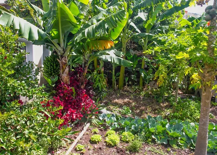 Casa Da Bungavillia 마치코